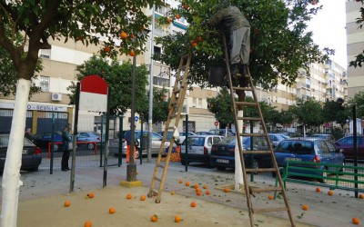 Accidente laboral en Sevilla en la recogida de naranjas.