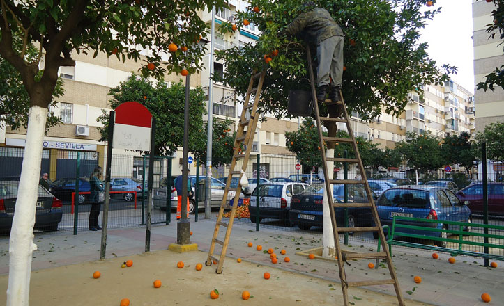 muere-un-trabajador-en-la-recogida-de-naranjas